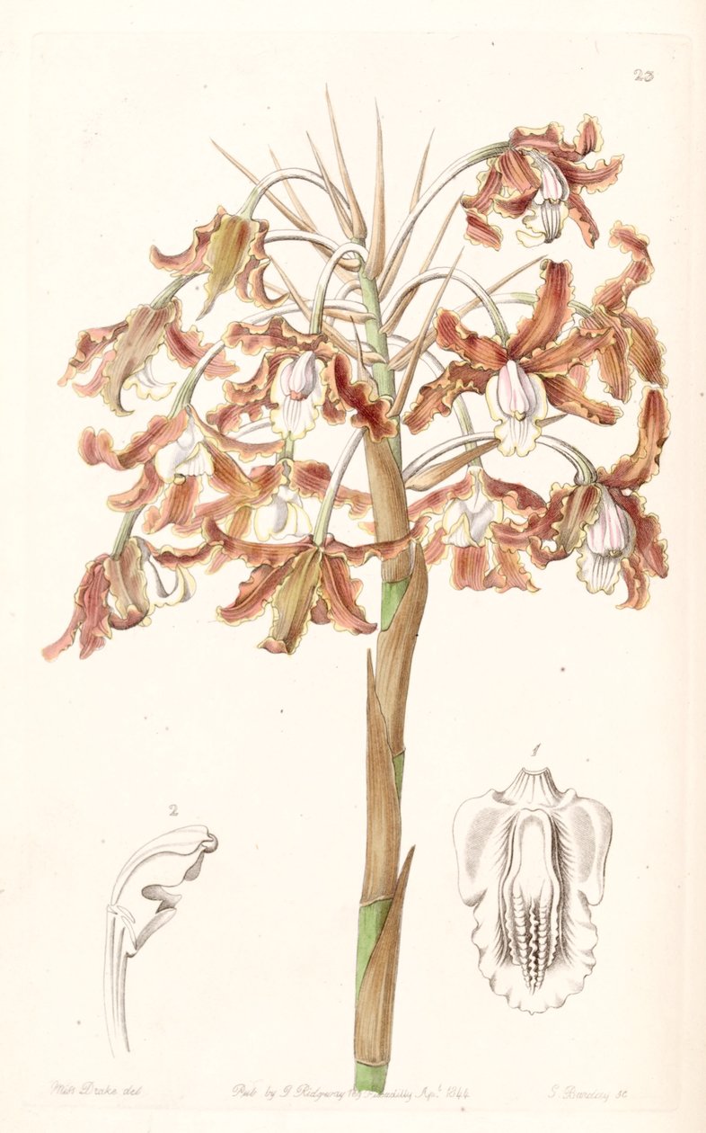 Schomburgkia crispa (Laelia marginata szinonimája) alkotó: Miss Drake