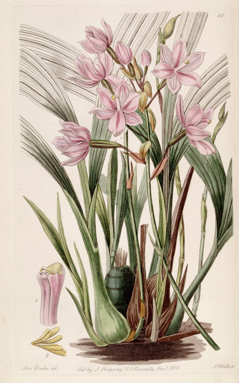 Spathoglottis plicata (mint syn. Paxtonia rosea) alkotó: Miss Drake