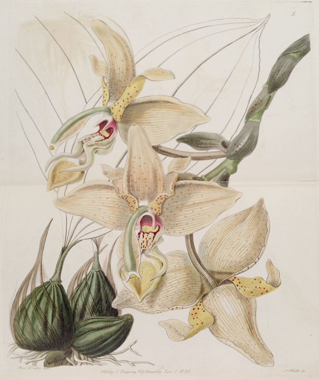 Stanhopea × quadricornis Lindl. (1838) (Stanhopea grandiflora × Stanhopea wardii) alkotó: Miss Drake
