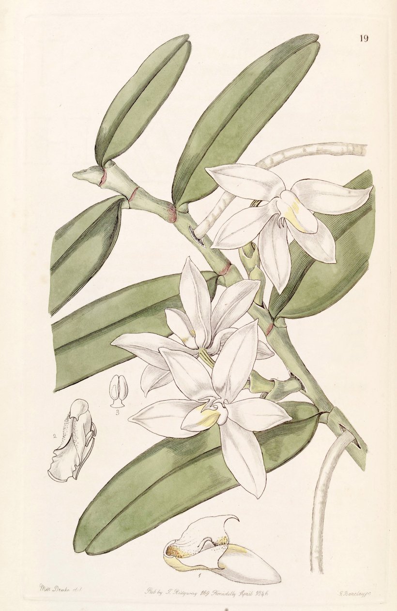 Thrixspermum calceolus (mint Syn. Sarcochilus calceolus) alkotó: Miss Drake