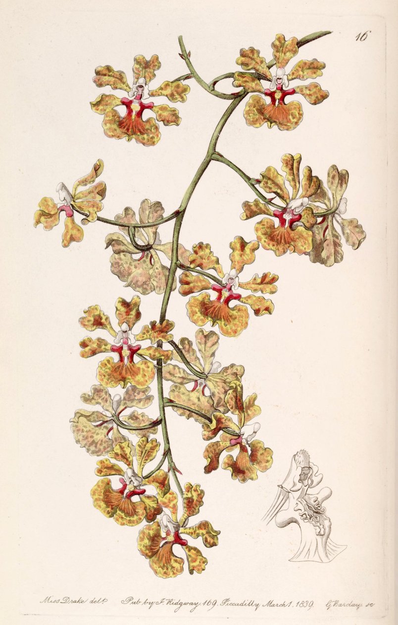 Tolumnia guttata (syn. Oncidium luridum var. Guttatum) alkotó: Miss Drake