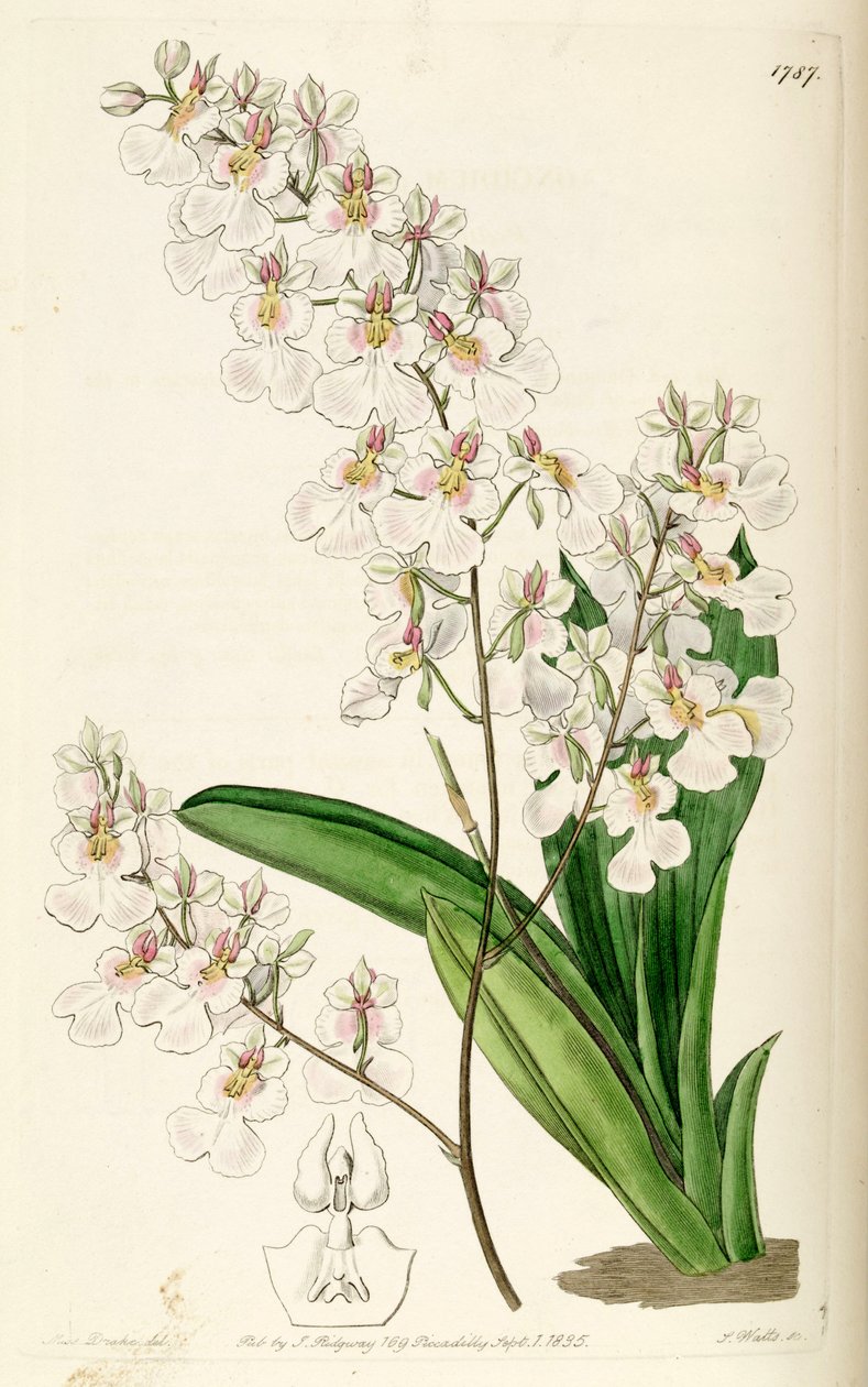 Tolumnia pulchella (syn. Oncidium pulchellum) alkotó: Miss Drake