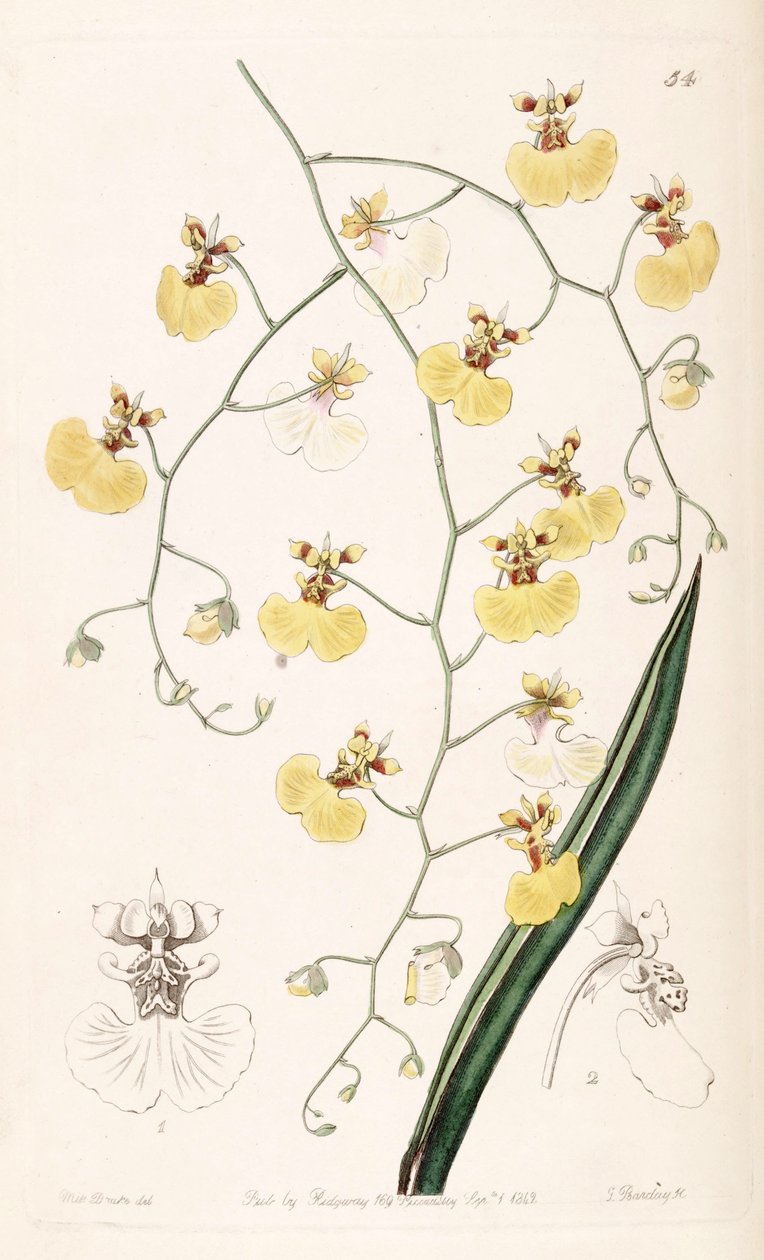Tolumnia urophylla (mint syn. Oncidium urophyllum) alkotó: Miss Drake