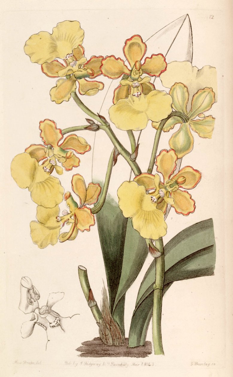 Trichocentrum bicallosum (syn. Oncidium bicallosum) alkotó: Miss Drake