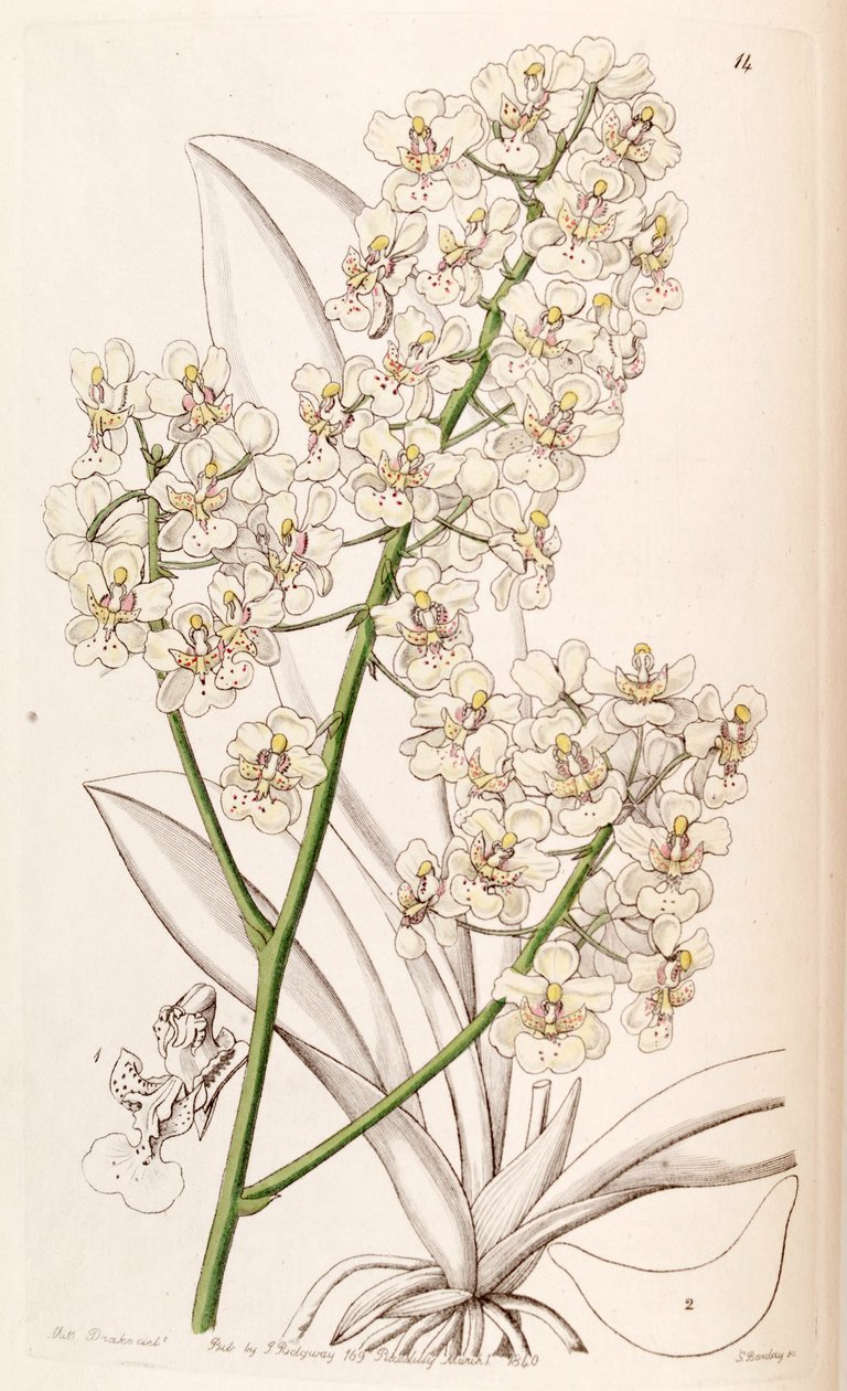 Trichocentrum stramineum (syn. Oncidium stramineum) alkotó: Miss Drake