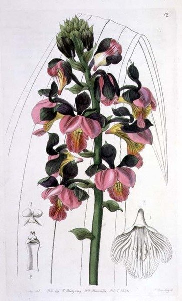 Orchis Lissochilus Roseus, I. Ridgway kiadó alkotó: Miss Drake