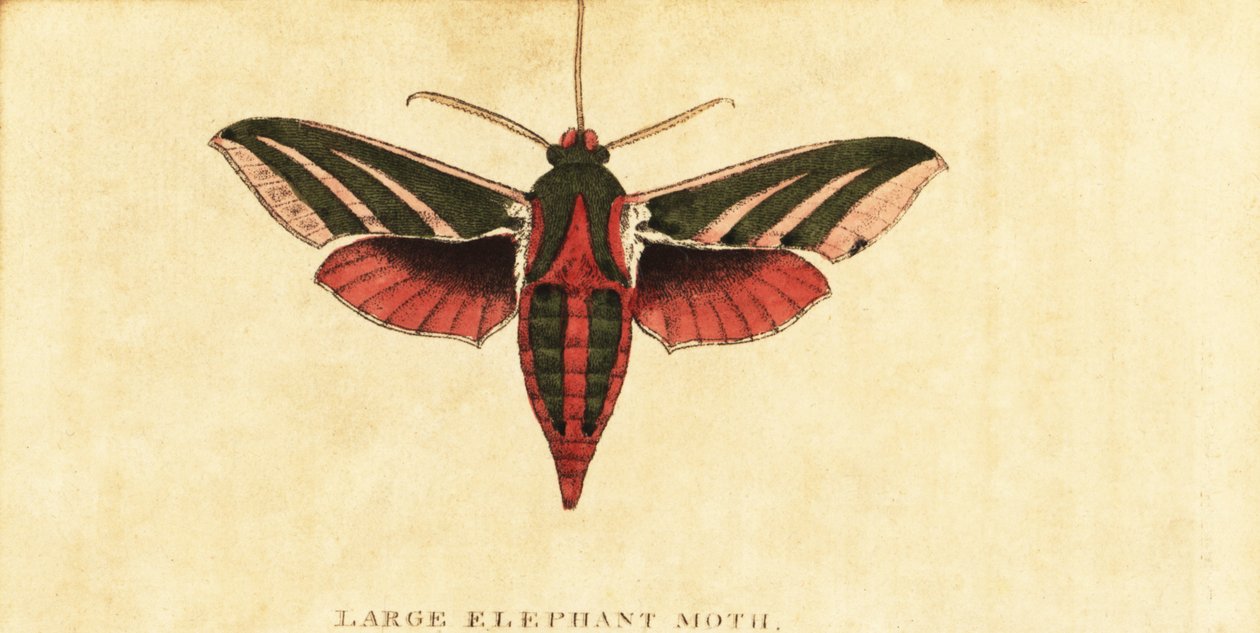 Elefánt sólyommoly, Deilephila elpenor., 1800 (metszet) alkotó: Moses Harris