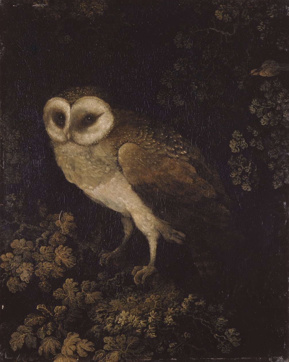 Bagoly, 1780-1790. alkotó: Moses Haughton