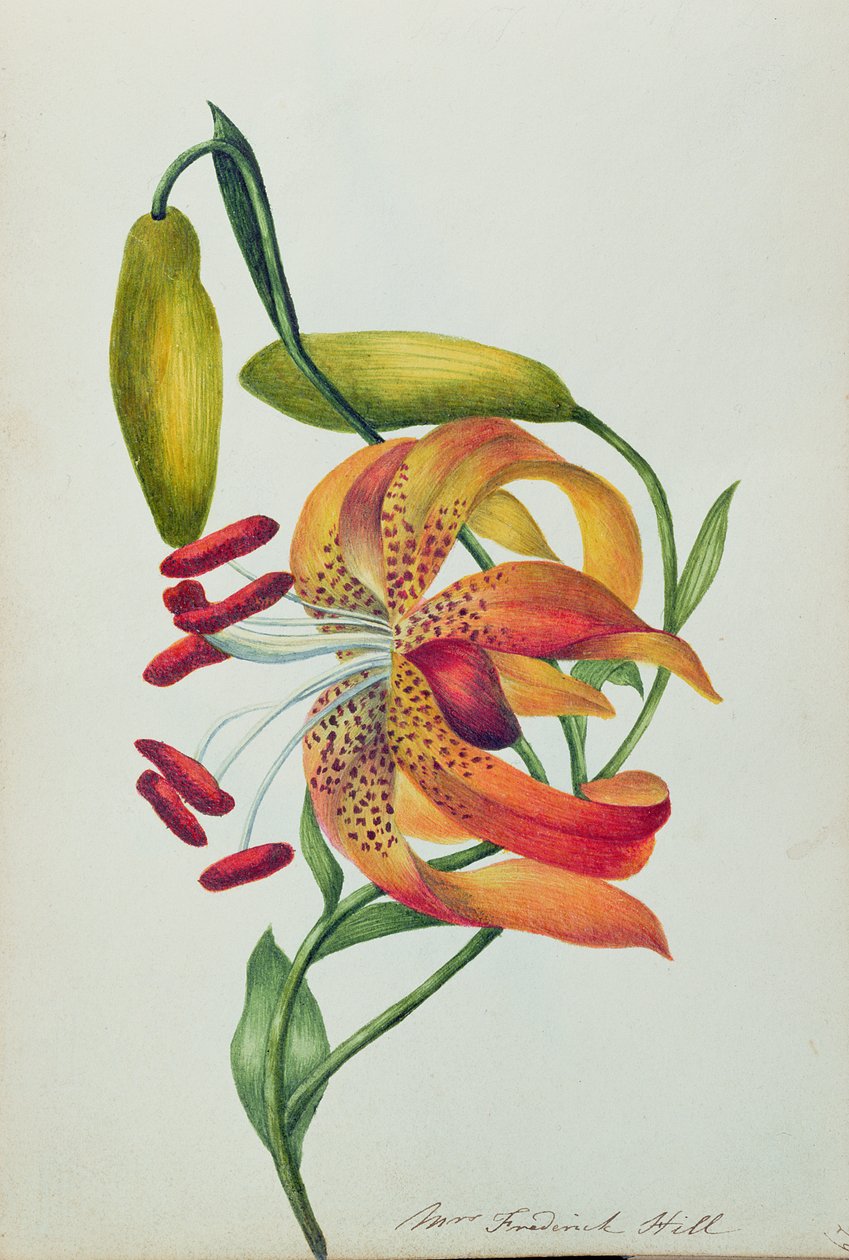 Tigris Liliom (wc) alkotó: Mrs Frederick Hill