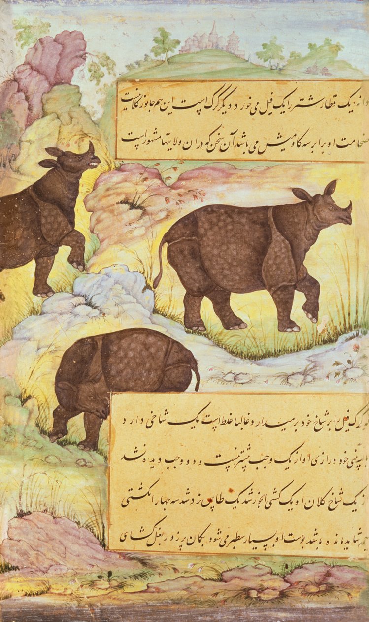 Orrszarvú, illusztráció a „Baburnama”-ból (Babur emlékiratai) 1589-90 alkotó: Mughal School
