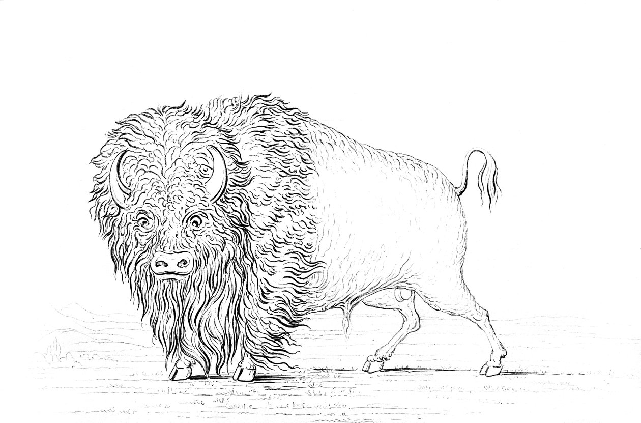 Buffalo, 1841. alkotó: Myers and Co