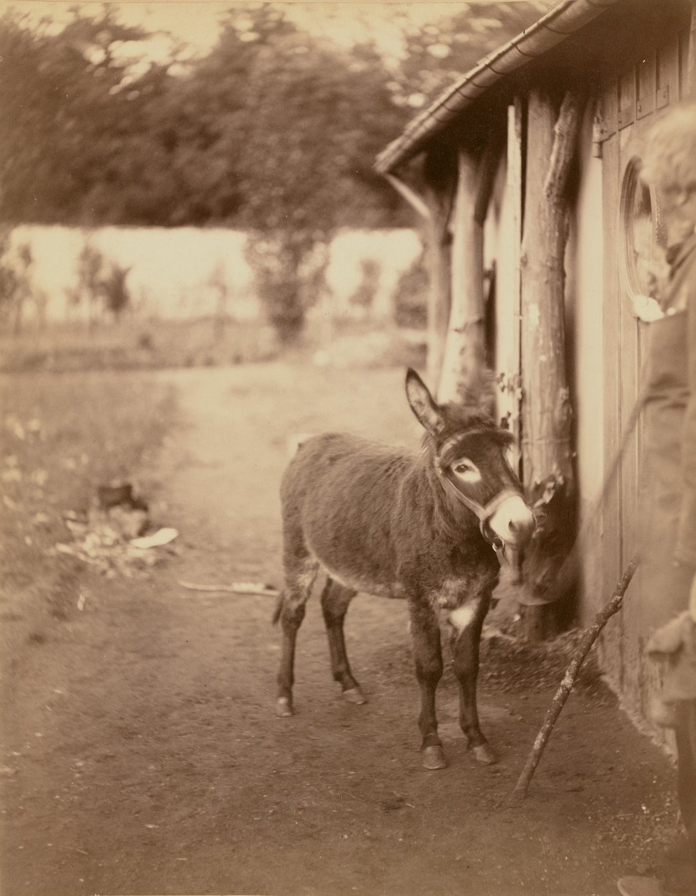 Sénart, a biribi szamár alkotó: Nadar [Gaspard Félix Tournachon]