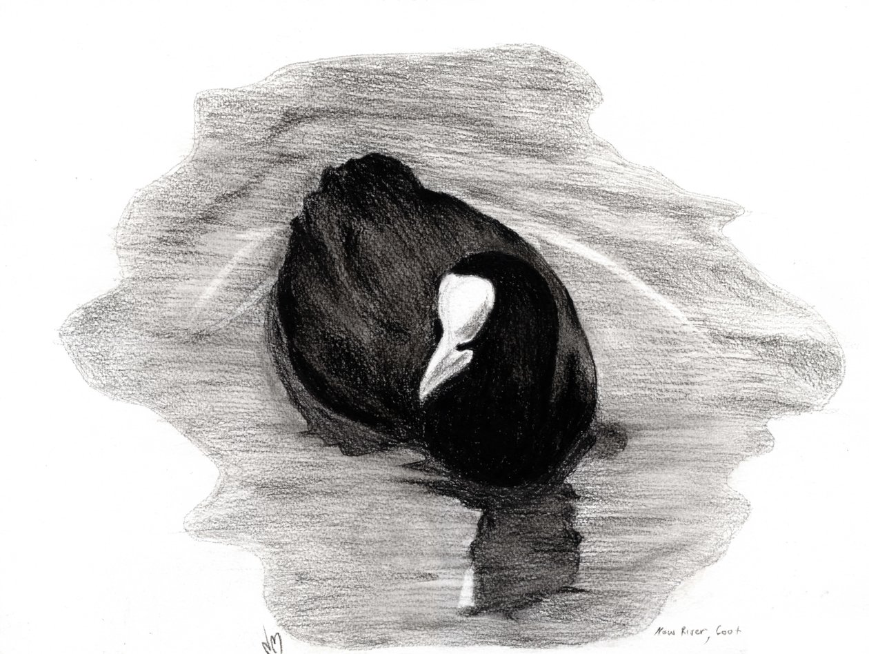 Coot of London, 2013 (szén papíron) alkotó: Nancy Moniz Charalambous