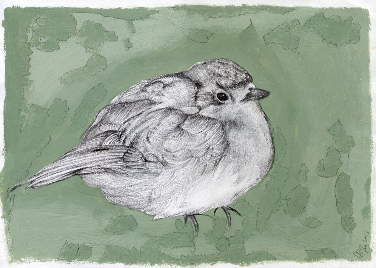 Plump Little Robin, 2012, (gouache, ceruza papíron) alkotó: Nancy Moniz Charalambous