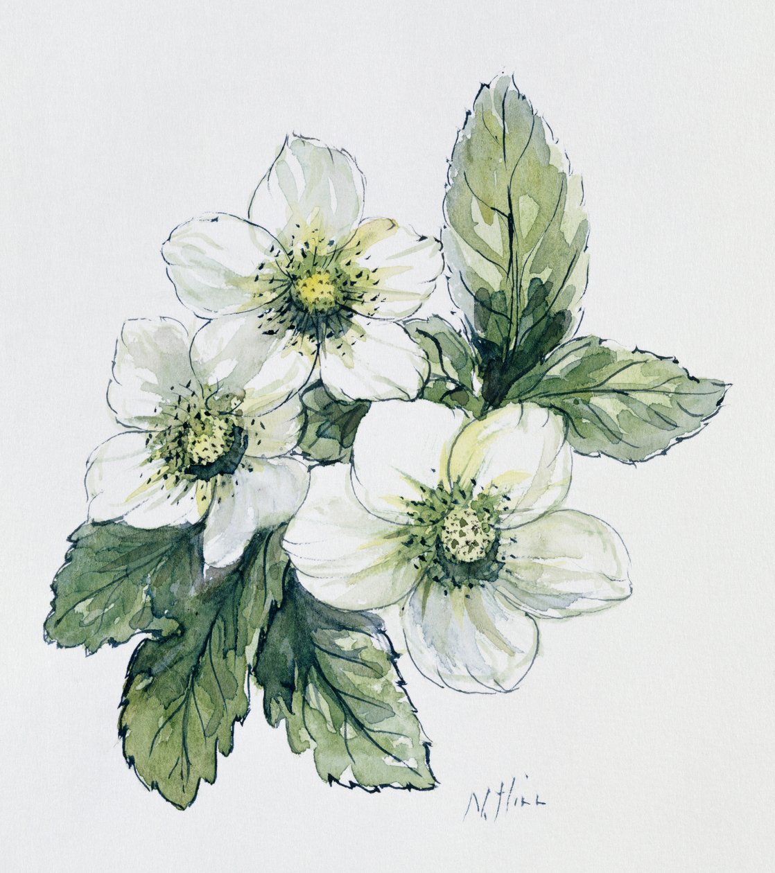 karácsonyi rózsa alkotó: Nell Hill