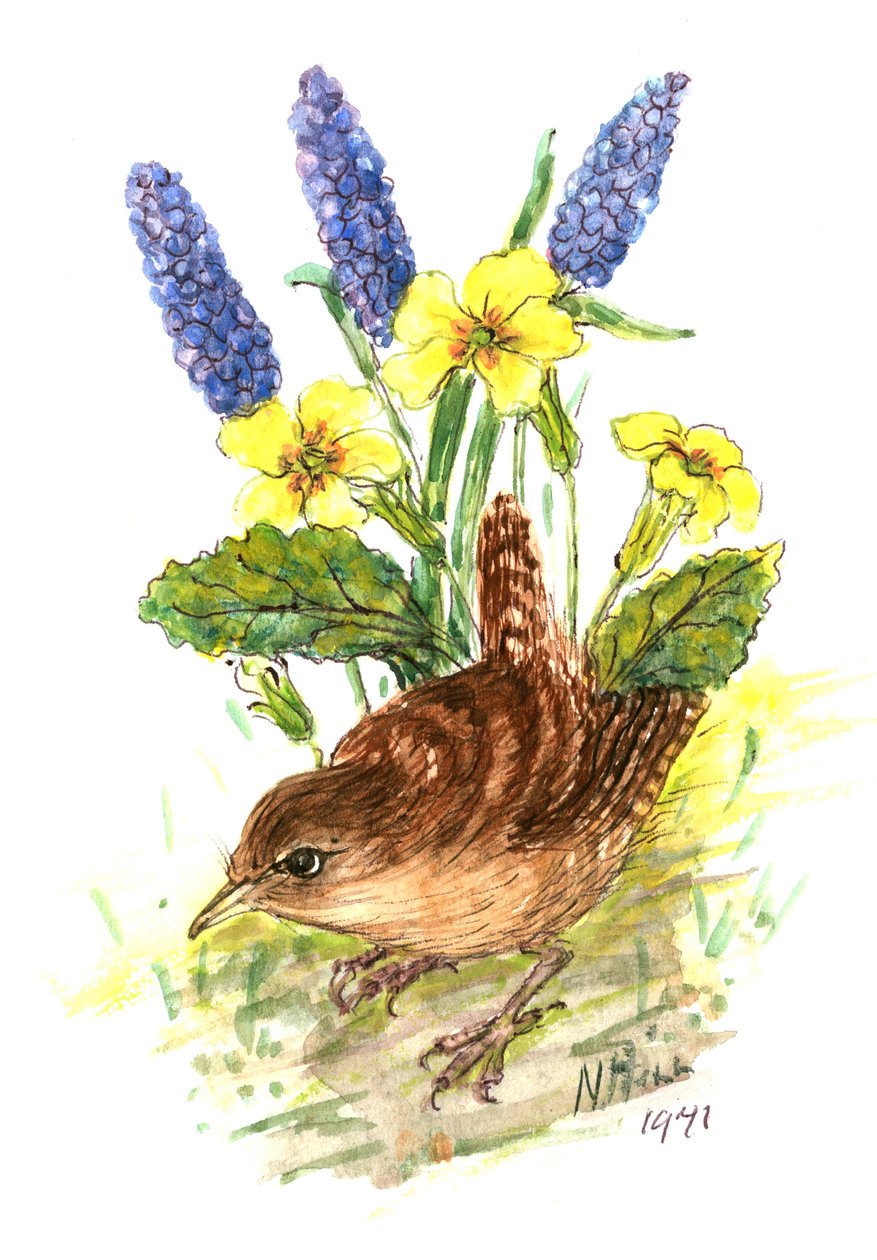 Wren in Primroses (wc papíron) alkotó: Nell Hill