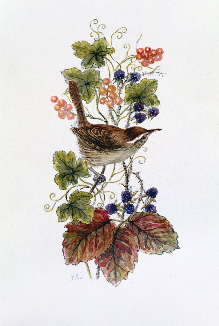 Wren a bogyók permetén alkotó: Nell Hill