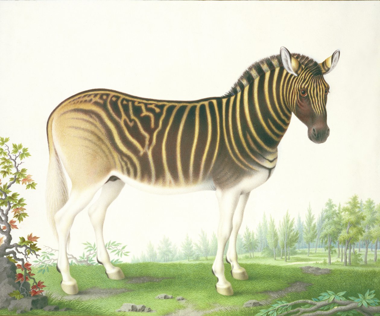 Quagga (gouache és wc pergamen) alkotó: Nicolas Robert