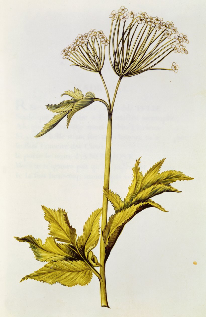 Angelica, a „La Guirlande de Julie”-ból, 1642 körül (wc pergamen) alkotó: Nicolas Robert