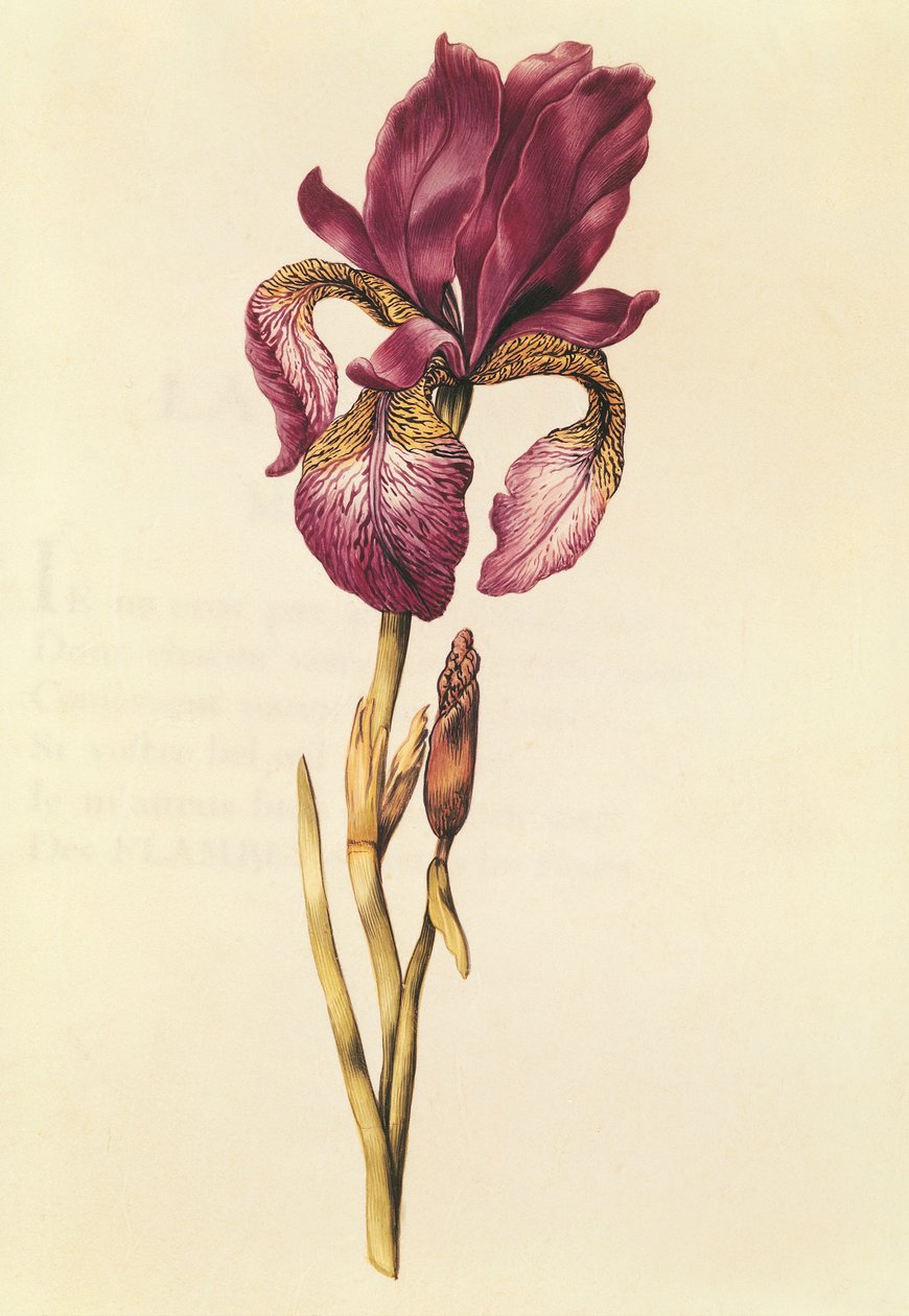 Iris, a "La Guirlande de Julie"-ból, 1642 körül (wc pergamen) alkotó: Nicolas Robert