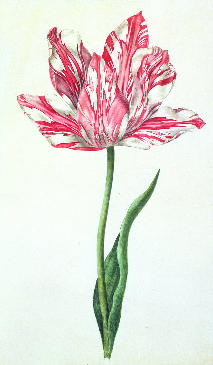 Tulipán, 1675 körül (gouache, pergamen) alkotó: Nicolas Robert