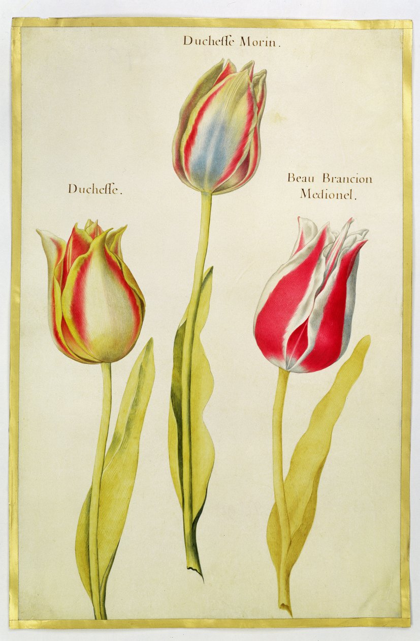 Tulipánok, 1675 körül (gouache, pergamen) alkotó: Nicolas Robert