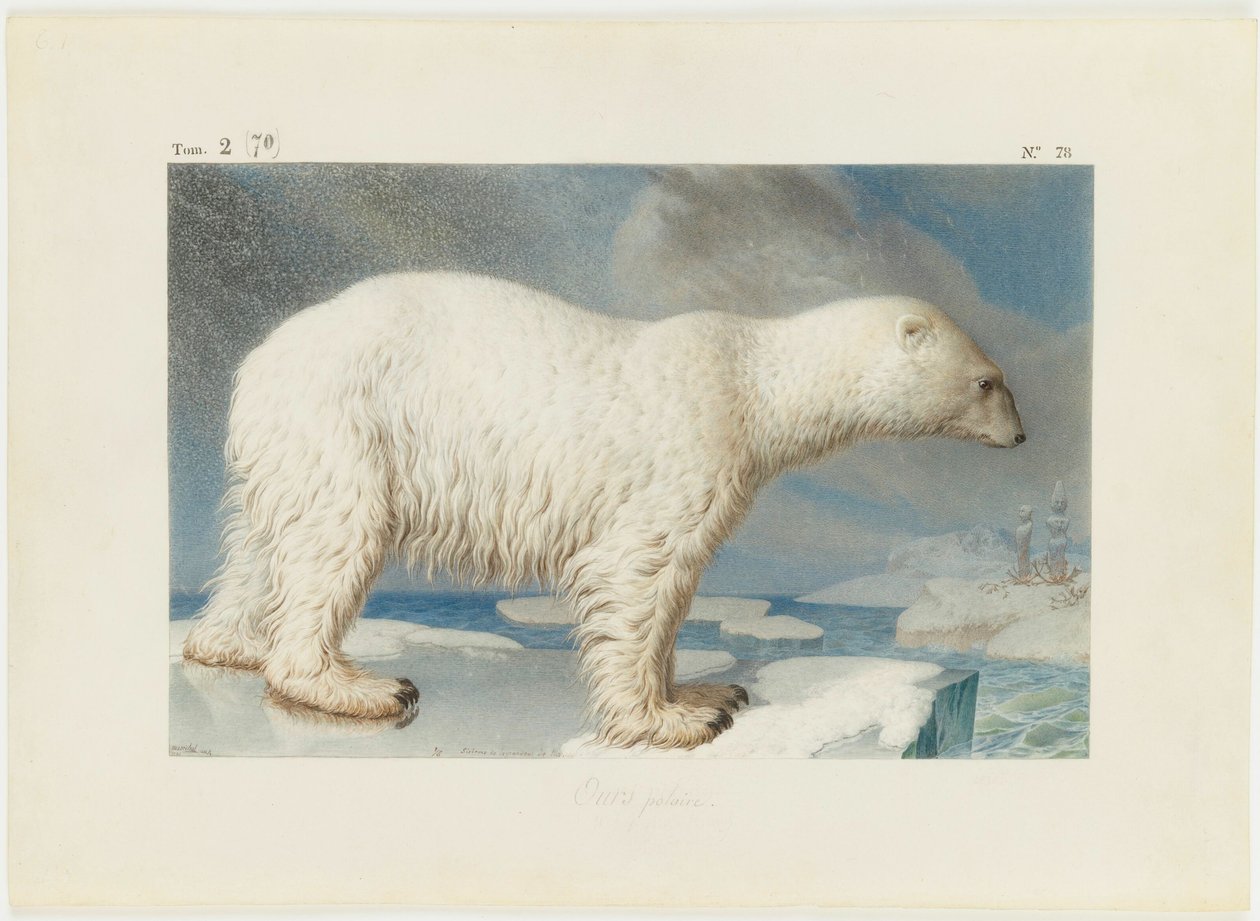 Jegesmedve, 1796. alkotó: Nicolas Maréchal