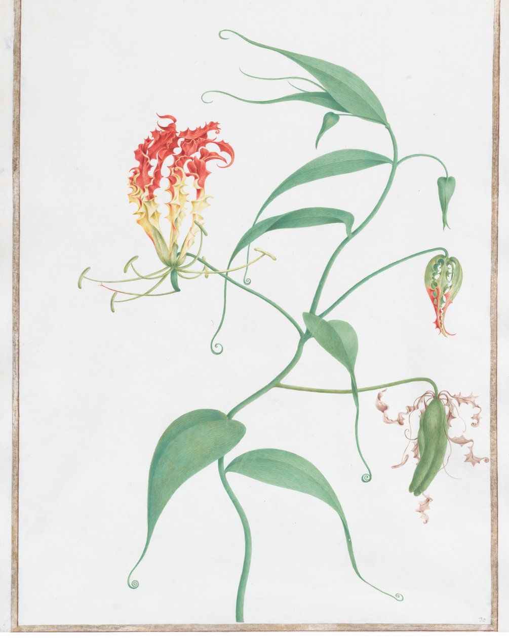 Gloriosa Superba hegymászó liliom, kb. 1660. alkotó: Nicolas Robert