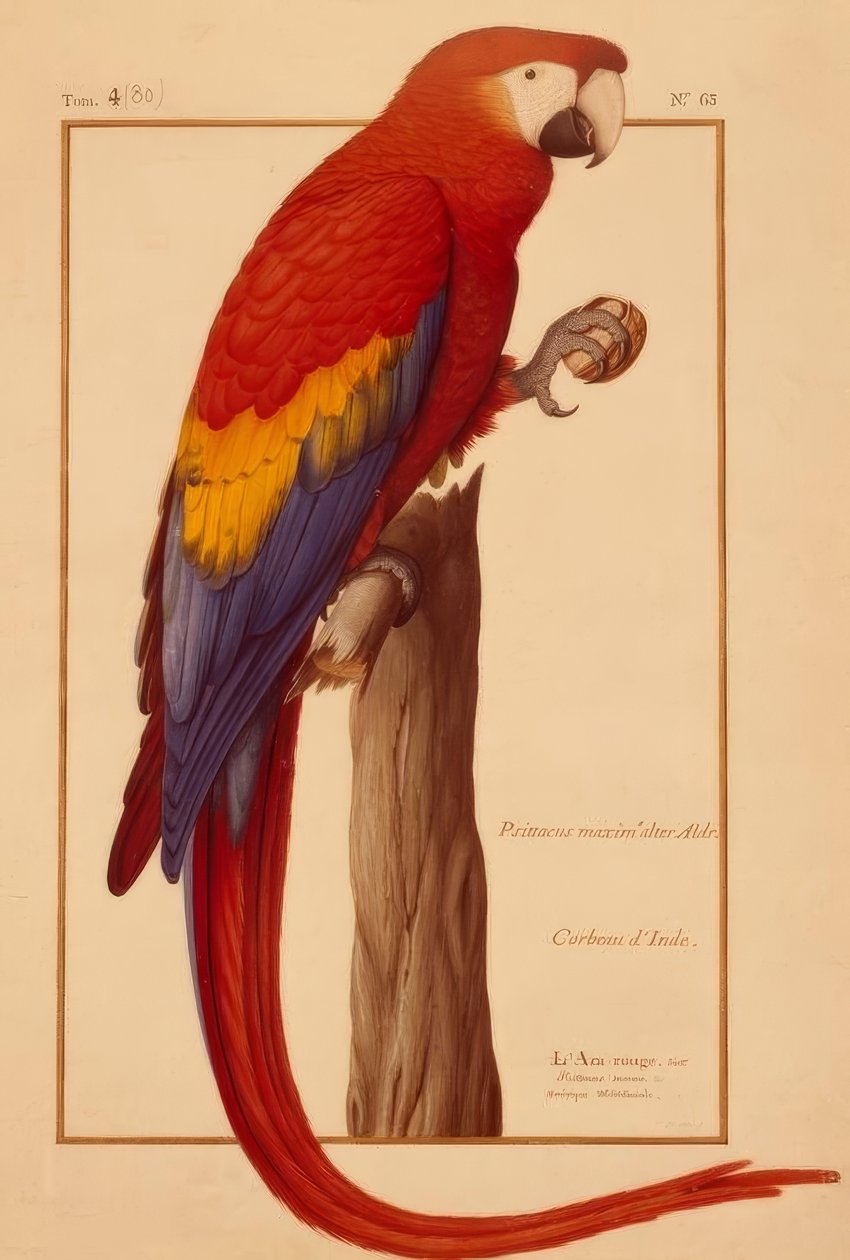 Psittacus maximus Aldr (ovandi) alkotó: Nicolas Robert