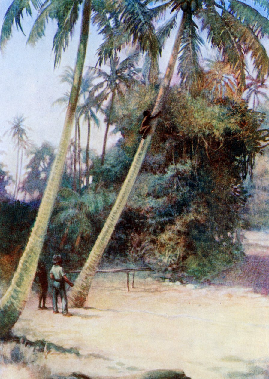 Mászás a zöld kókuszdió után, 1908 alkotó: Norman Hardy