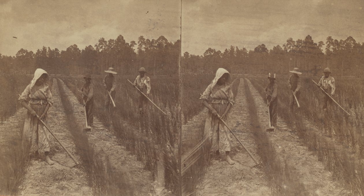 Kapáló rizs, 1876-1888. alkotó: O. Pierre Havens