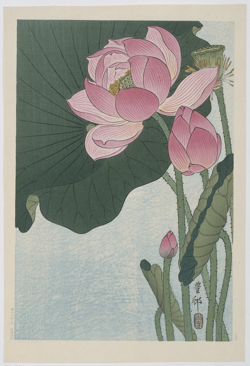 Virágzó lótuszvirág alkotó: Ohara Koson