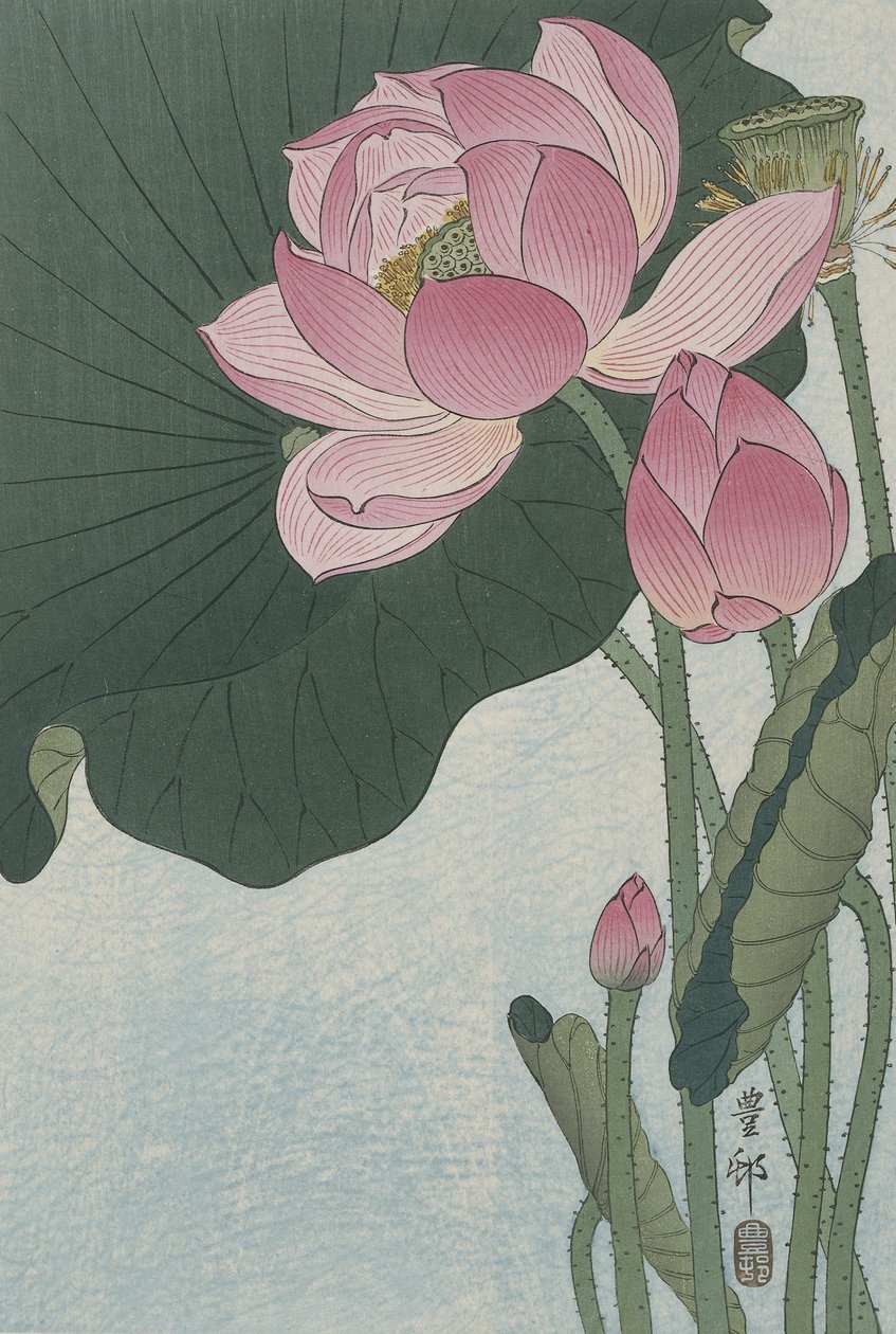 Virágzó lótuszvirág, 1920-30 (színes fametszet) alkotó: Ohara Koson