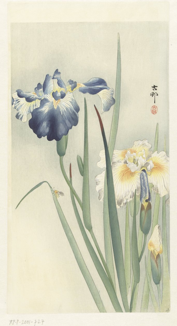 Íriszek alkotó: Ohara Koson