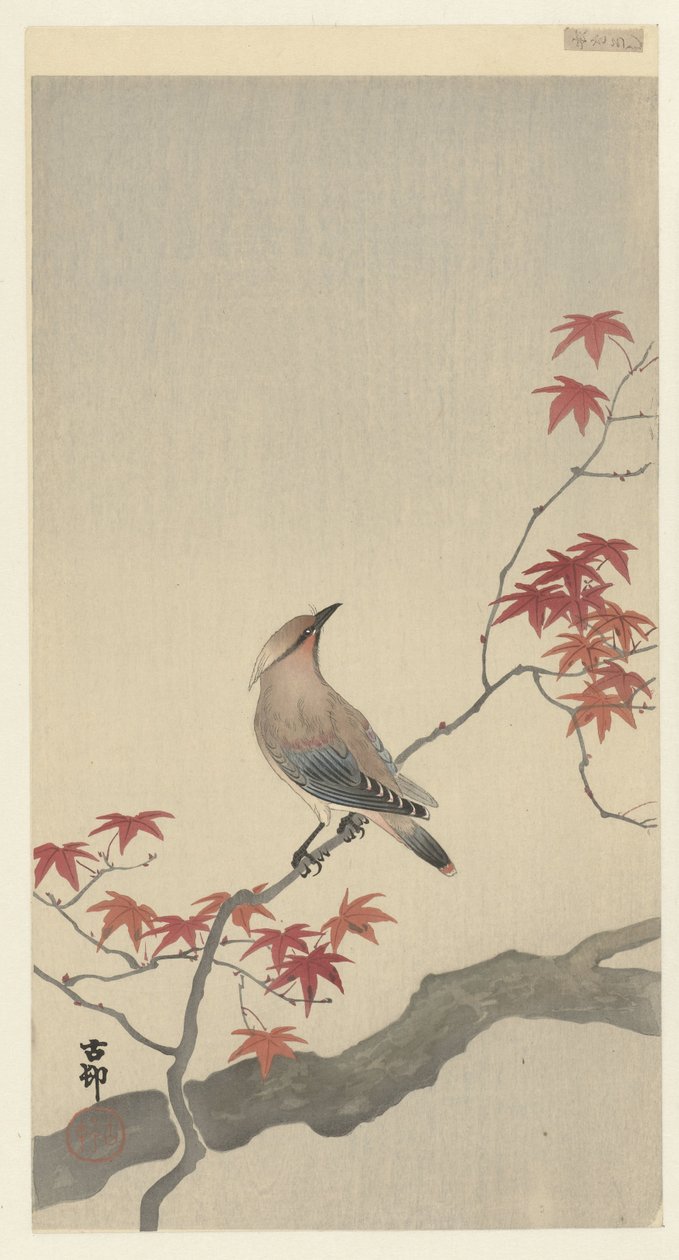 Japán viaszszárny a juharon. alkotó: Ohara Koson