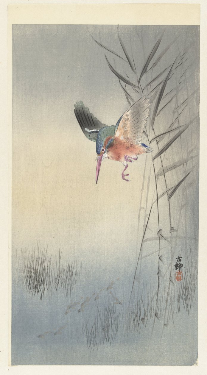 Kingfisher hunting for fish (colour woodcut) alkotó: Ohara Koson