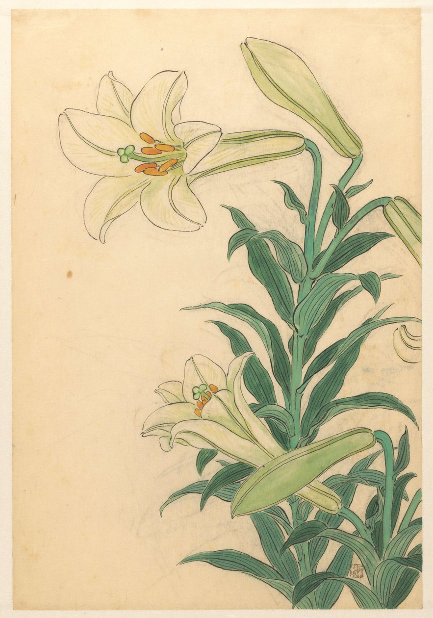 Liliomok Teppoyuri alkotó: Ohara Koson