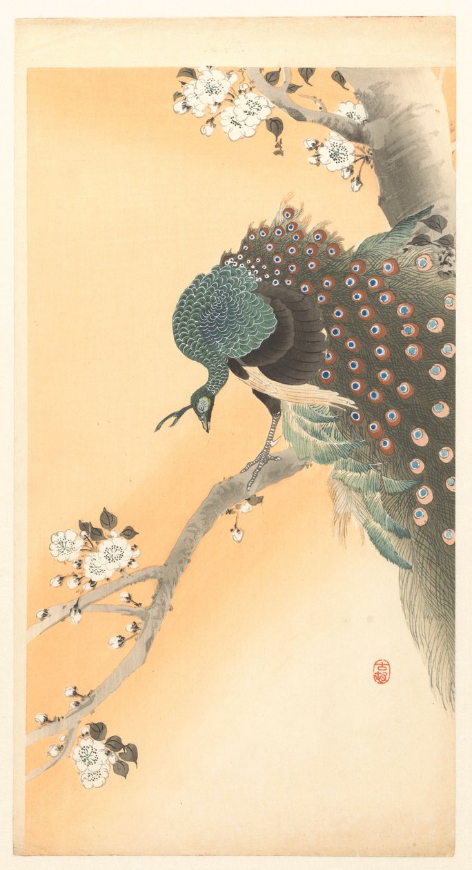 Páva a cseresznyefában alkotó: Ohara Koson