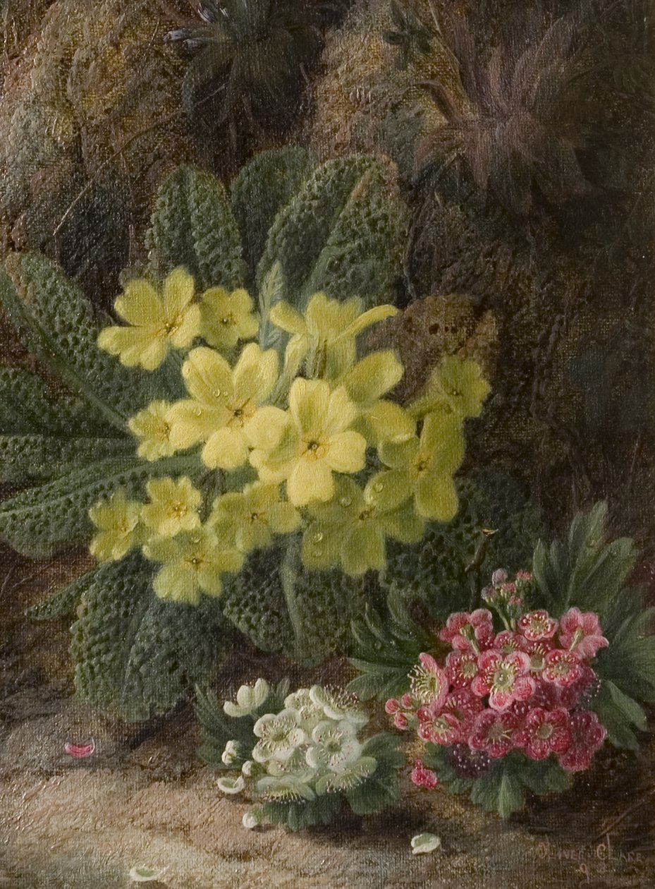 Primroses, 1893 alkotó: Oliver Clare