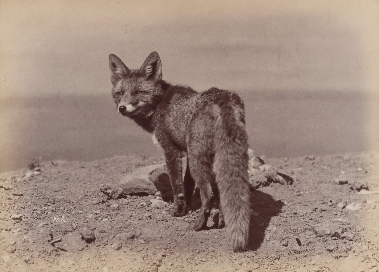 [Fox], 1886. alkotó: Ottomar Anschütz