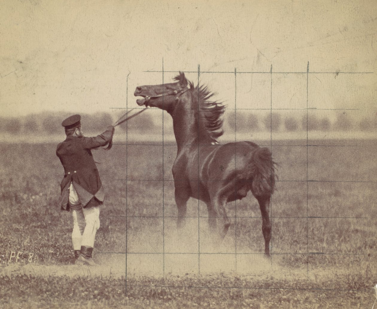 Ló, 1884. alkotó: Ottomar Anschütz