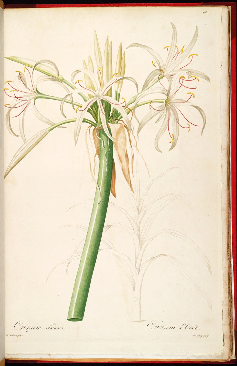 Crinum asiaticum var. kocsányos alkotó: Pierre Joseph Redouté