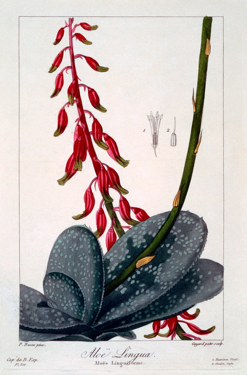 Aloe nyelv, kocsma. 1836. alkotó: Panacre Bessa