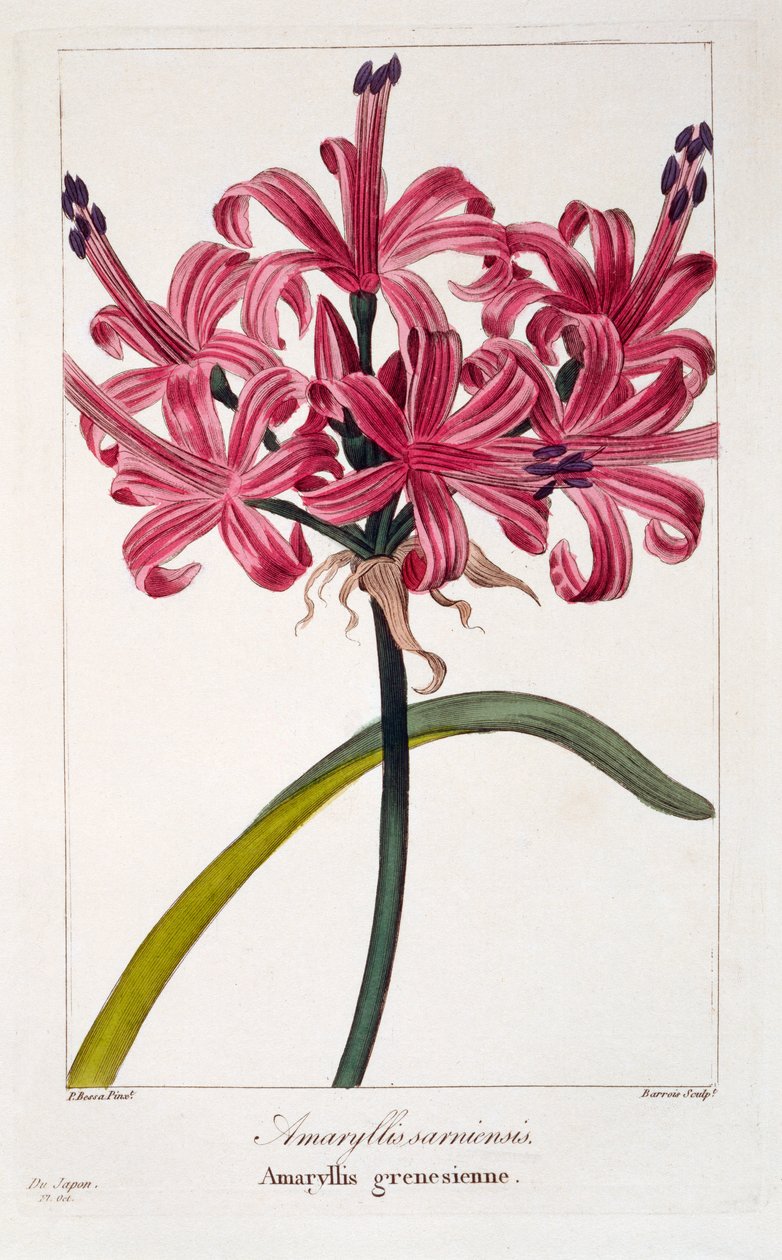 Amaryllis A. sarniensis, pub. 1836. alkotó: Panacre Bessa