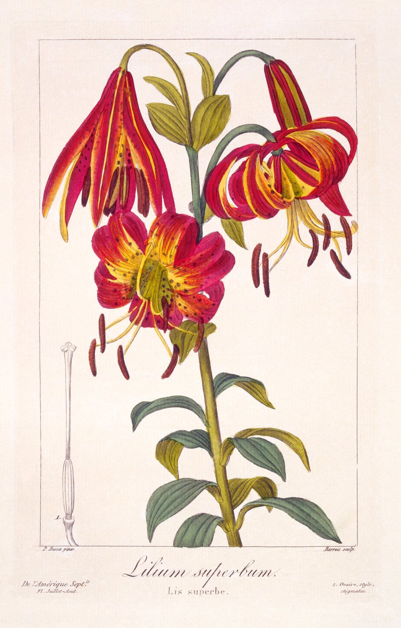 Amerikai Turkscap Lily, pub. 1836. alkotó: Panacre Bessa