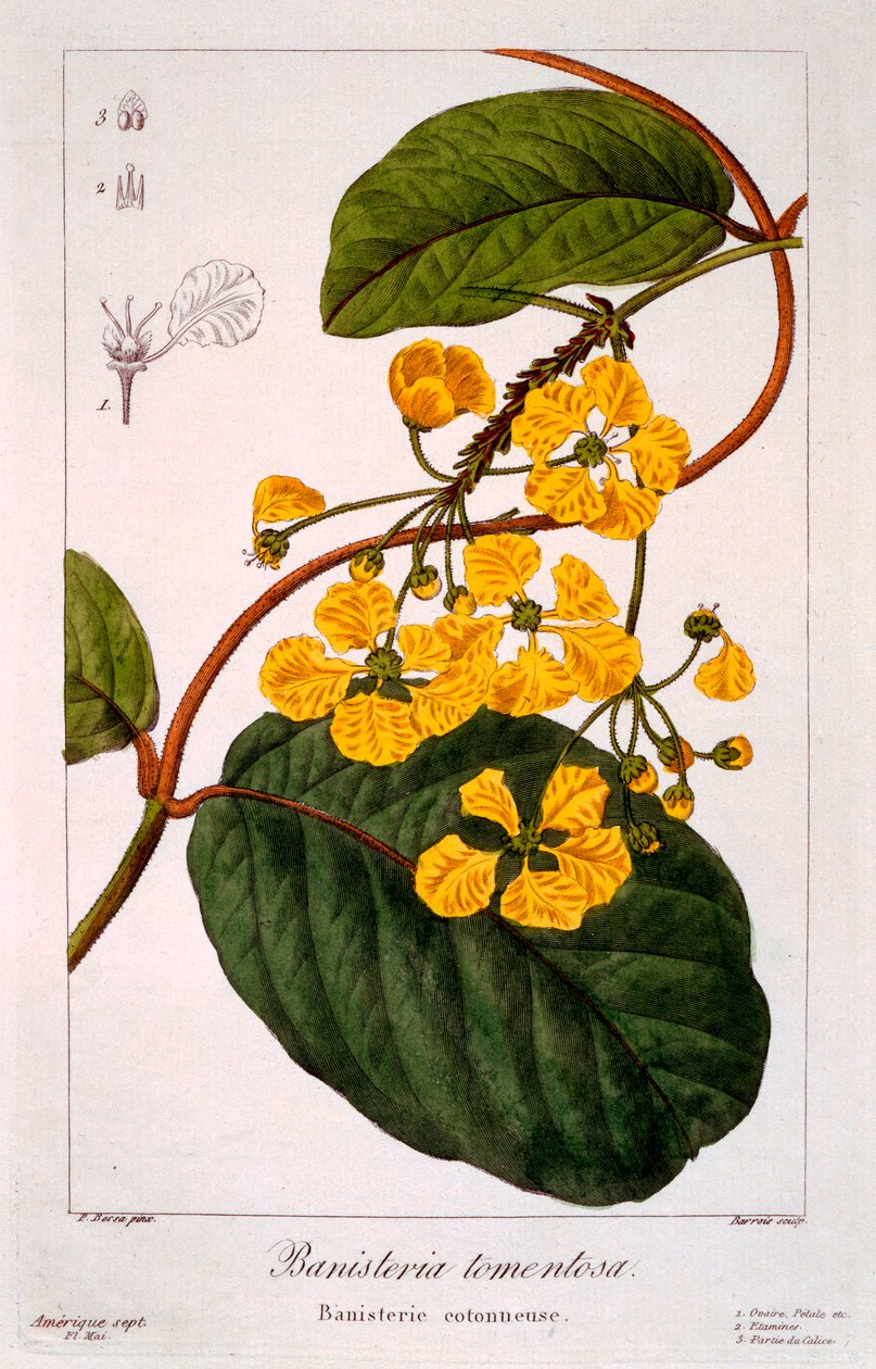 Korlát: B. stormosa, kocsma. 1836. alkotó: Panacre Bessa