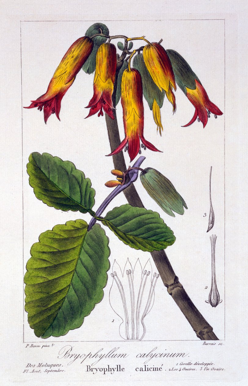 Bryophyllum calycinum, kocsma. 1836 alkotó: Panacre Bessa