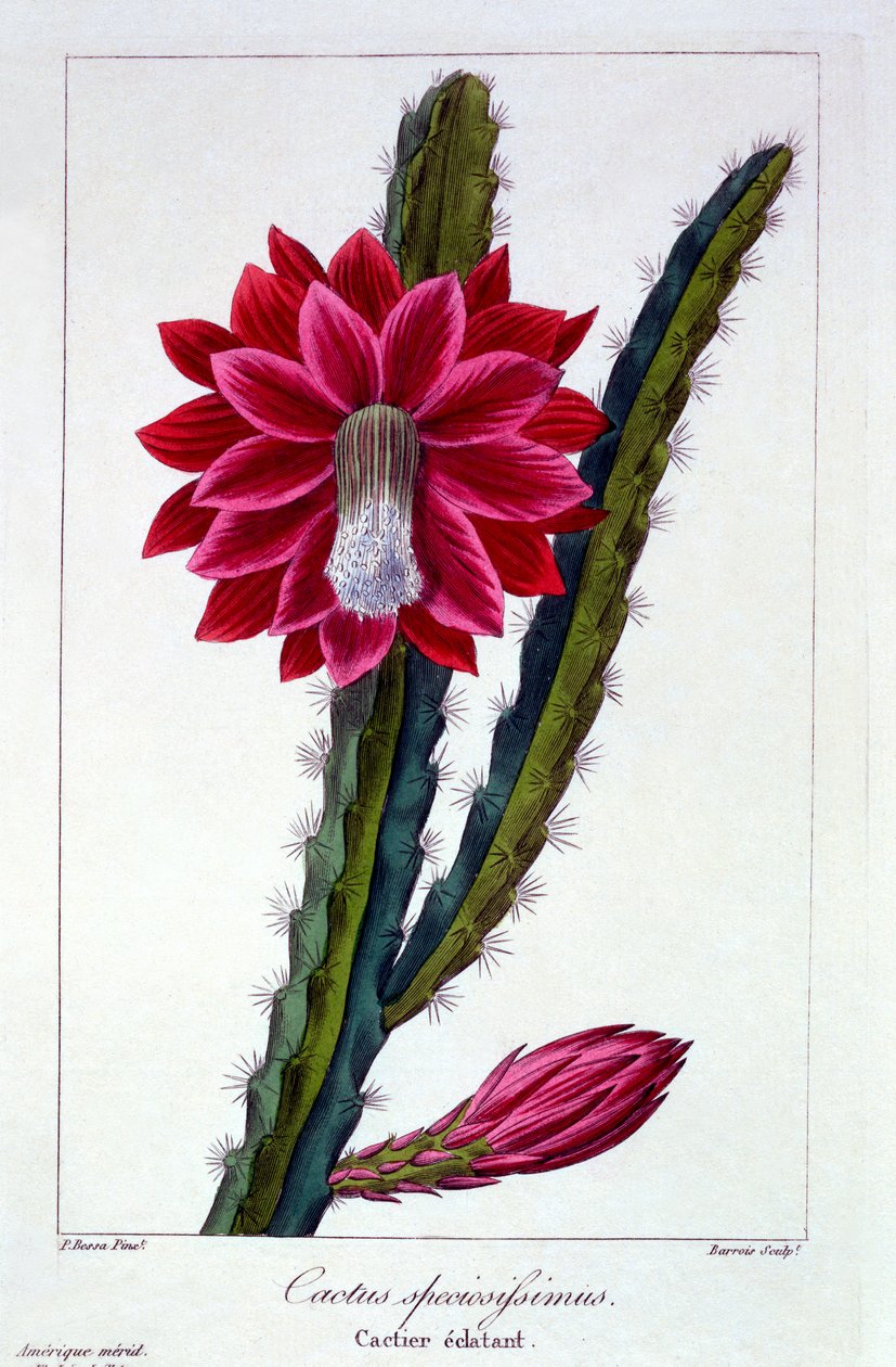 Kaktusz, kocsma. 1836. alkotó: Panacre Bessa