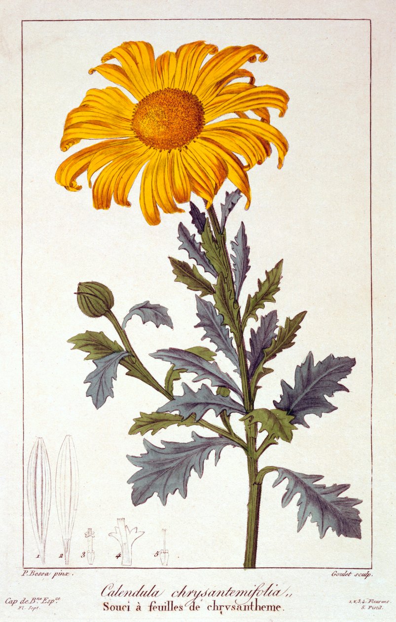 Calendula officinalis Cserepes körömvirág, kocsma. 1836. alkotó: Panacre Bessa