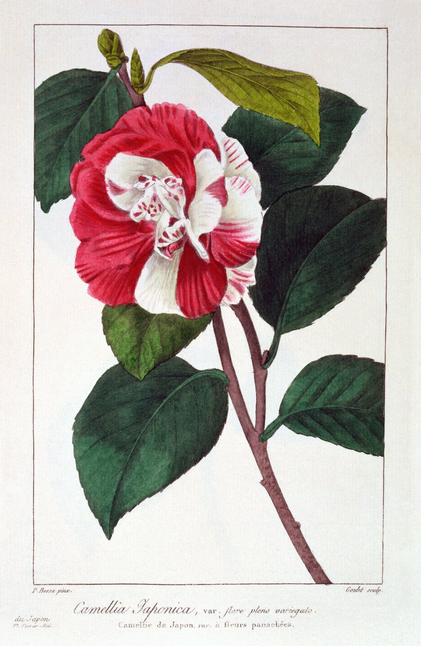 Camellia Japonica, pub. 1836. alkotó: Panacre Bessa